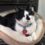 Sponsor Pet Tommy H