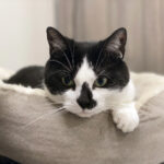 Sponsor Pet Tommy H