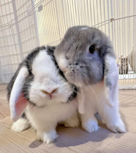 Josie and Melvin