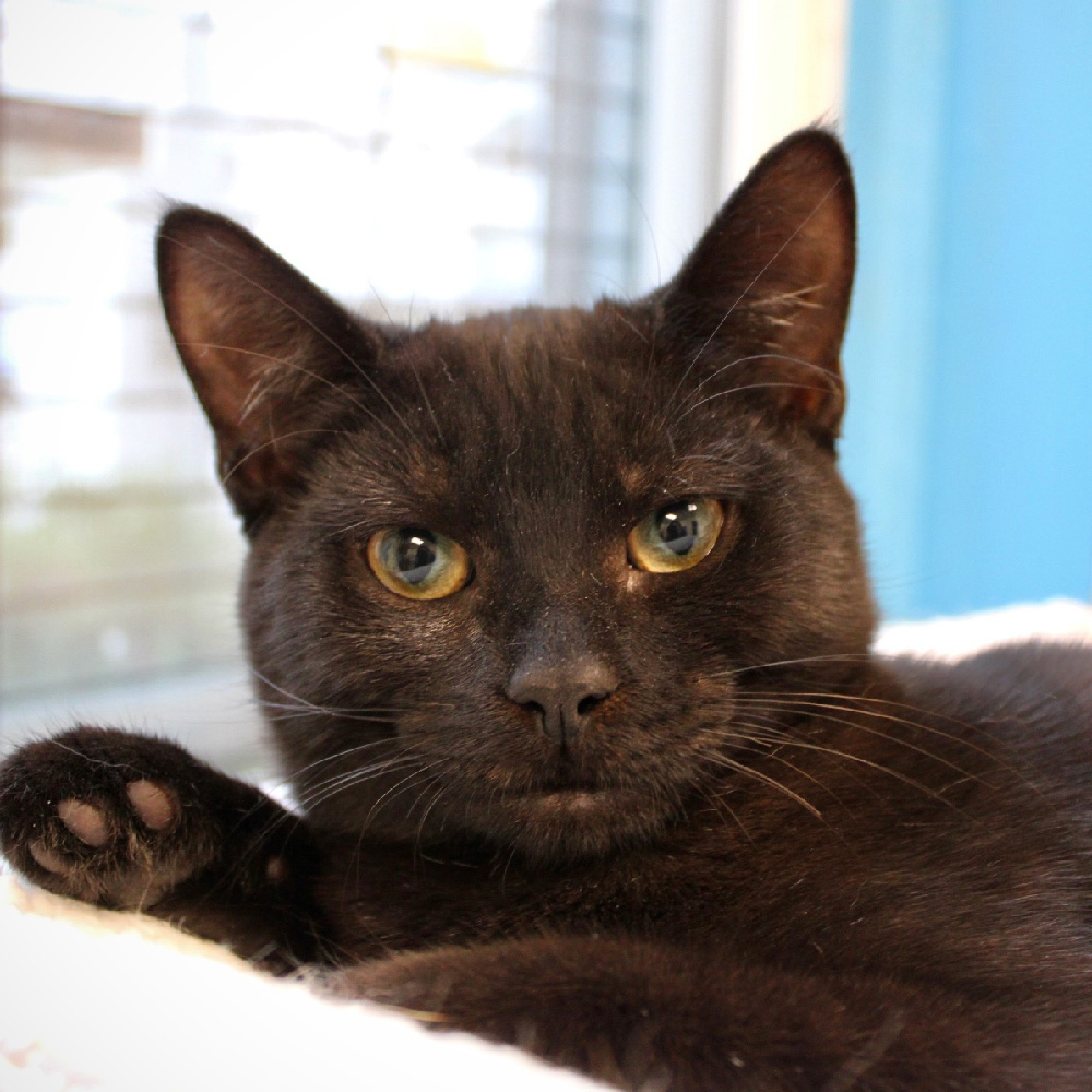 Meet Salem