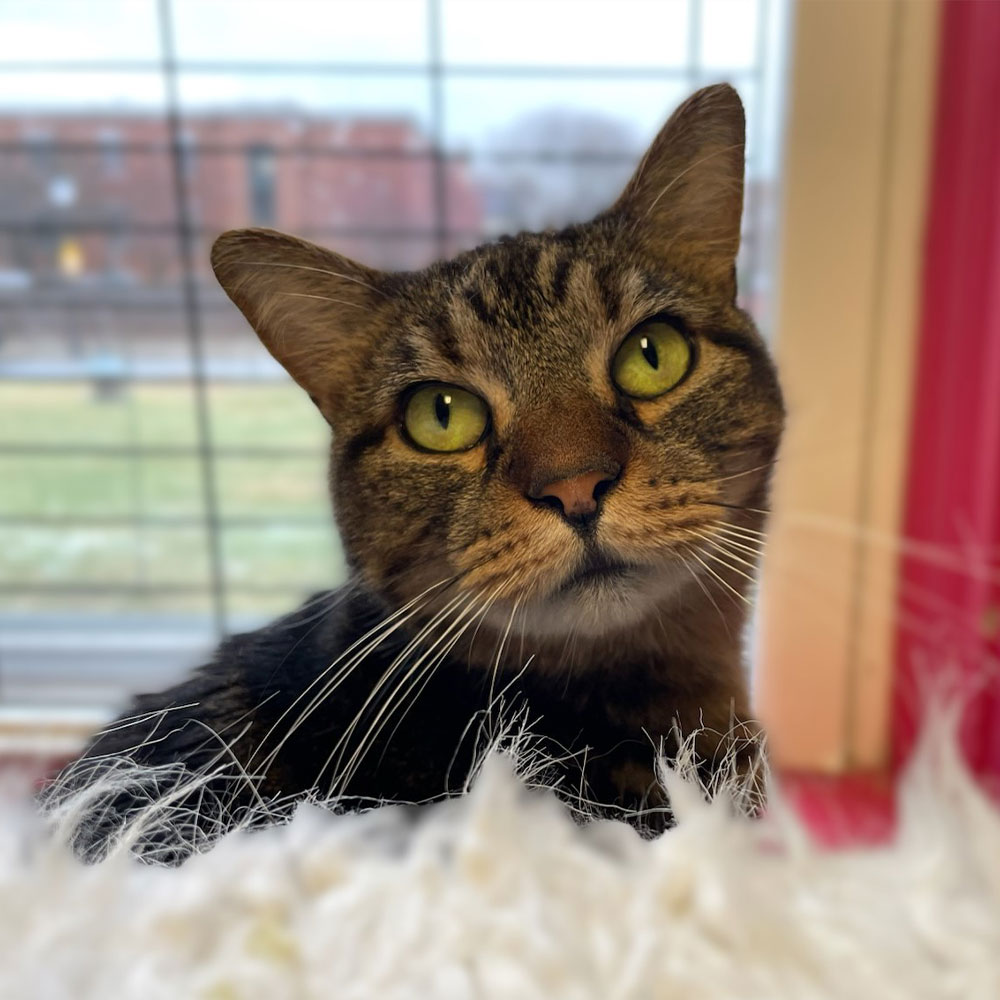 Meet Chewy