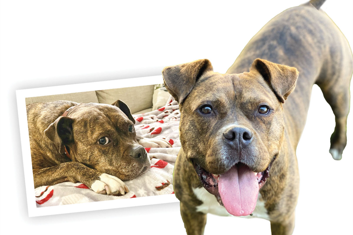 Paw Prints Charlie, Nov 2025 The Gift of Mobility for a Loyal Companion