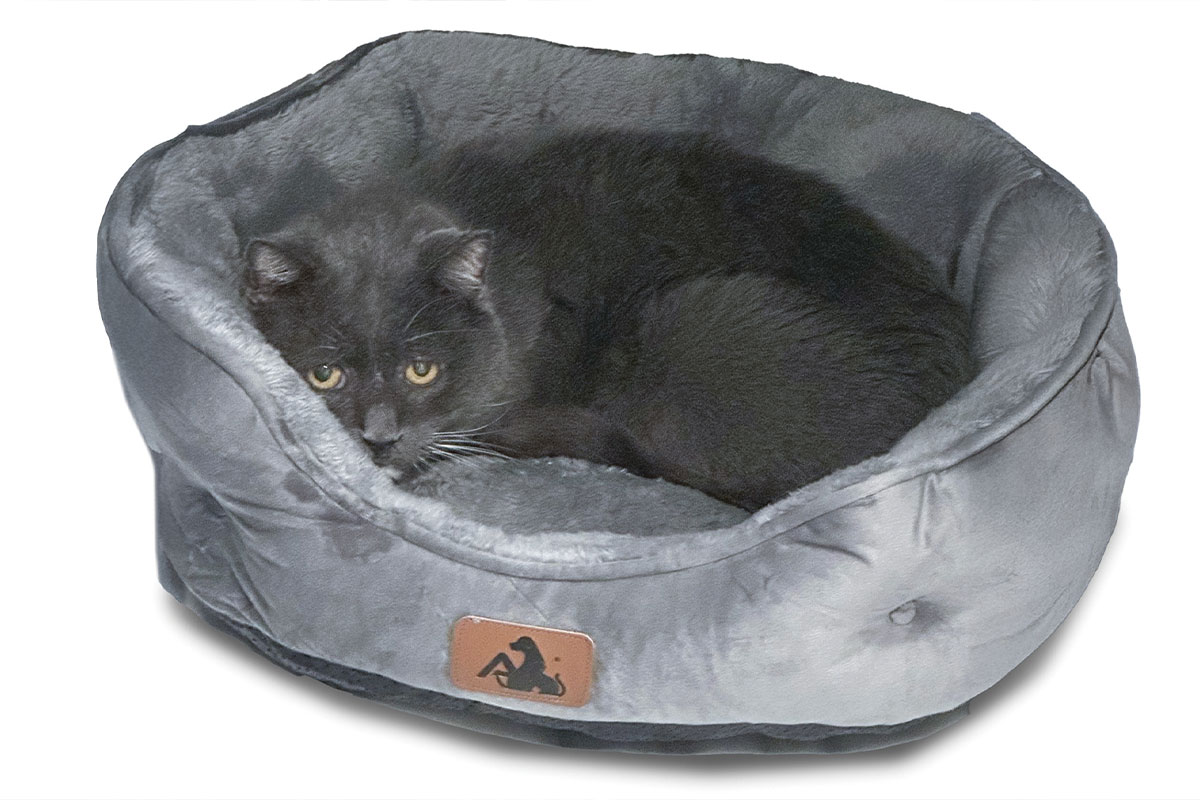 Paw Prints Special Cats, Nov 2025 Here Comes the Sun for Special Cats