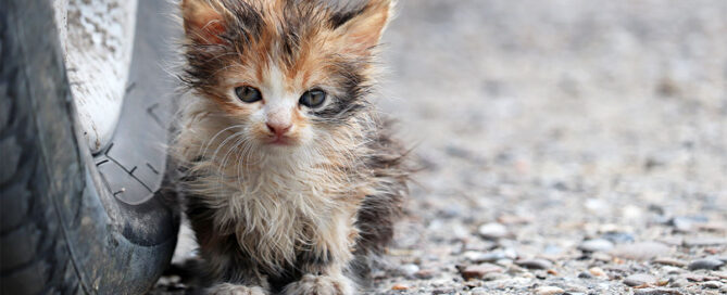 Stray Kitten