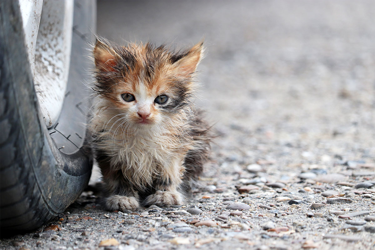 Stray Kitten 01 Stray Kitten