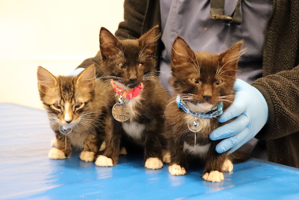 Kitten Trio